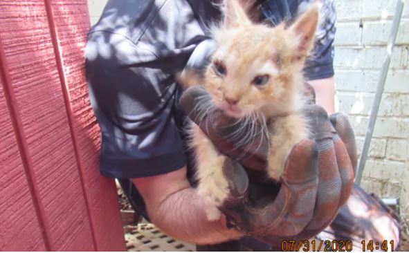 Firefighter holds tiny orange cat that looks a little freaked out. 