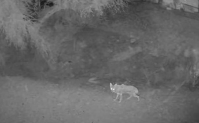 night timei picture of a coyote snipped from the video embedded in the story