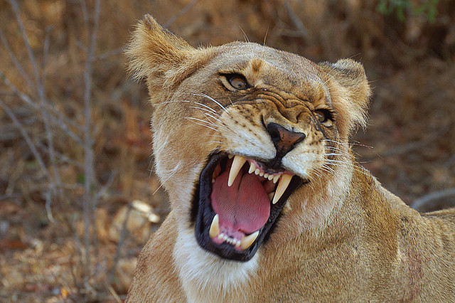 Female lion with its mouth open in a roar. 