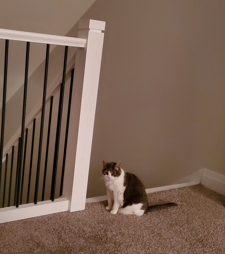 Sugar sitting at the top of carpeted stairs, looking off into the distance.