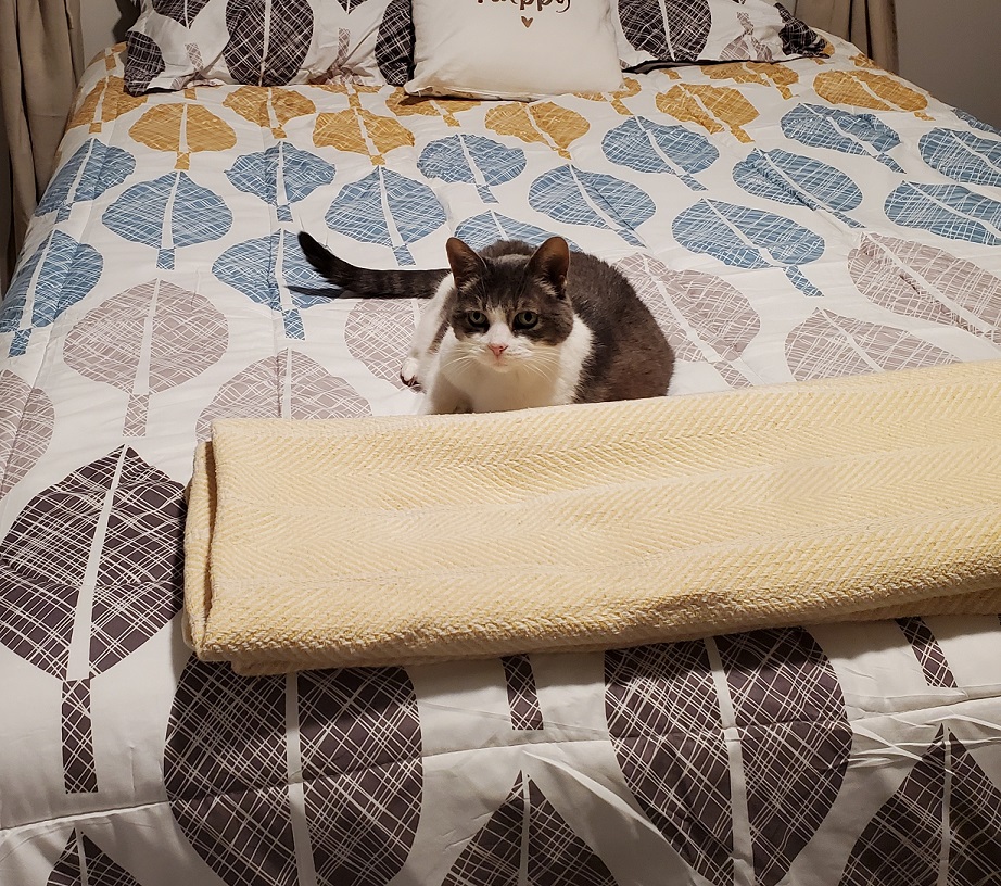 Miss Sugar looking at the camera from the end of a bed with a comforter that has a leaf pattern on it