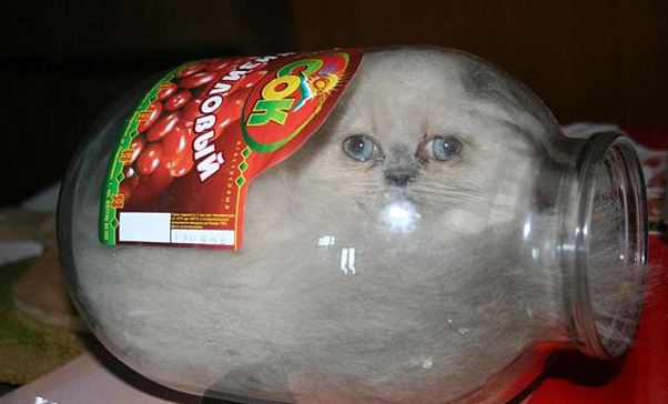 White cat inside a glass jar meant for candy. The mouth is big enough that the cat can easily get back out. 