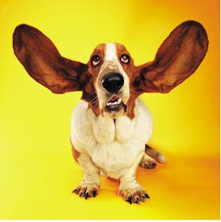 Beagle with its ears somehow up like wings as it listens