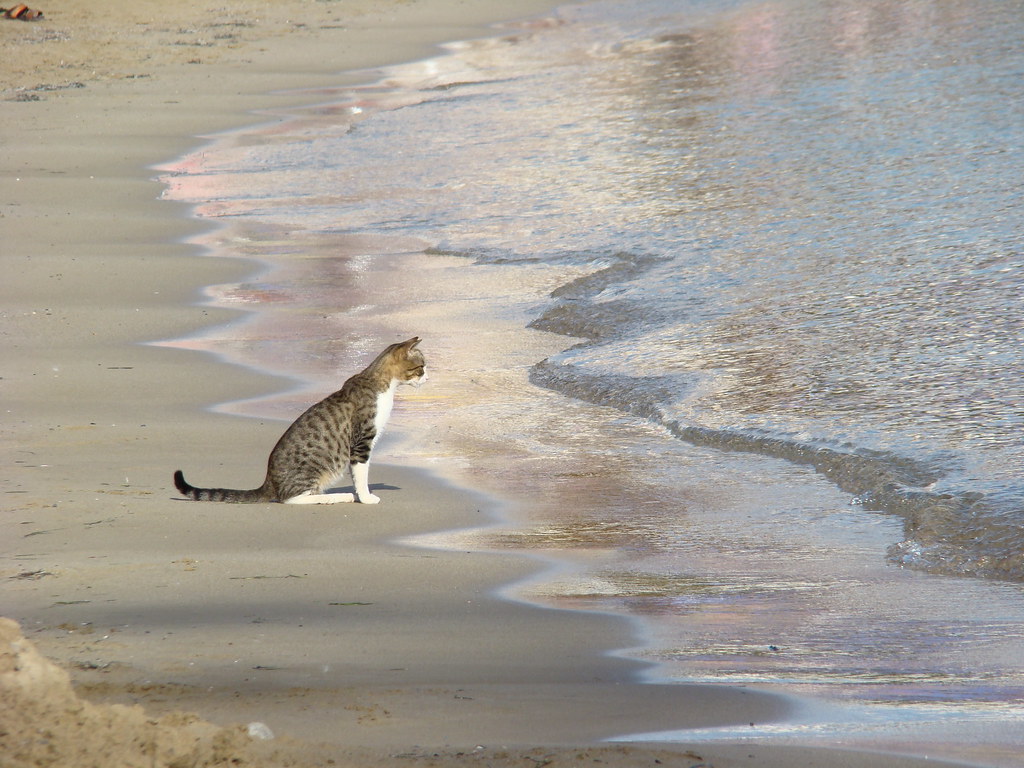 brown and white cat on a sandy beach just out of reach of the waves coming in
