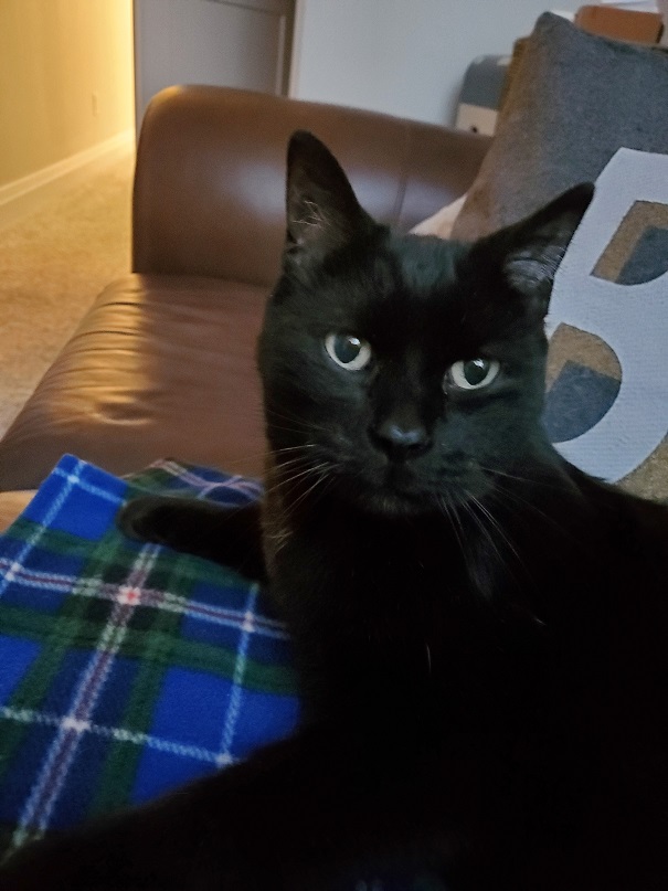 Cuddles' face looking directly into the camera. He is lying on a blue tartan throw laid over a brown leather couch. He is all black with big green eyes.