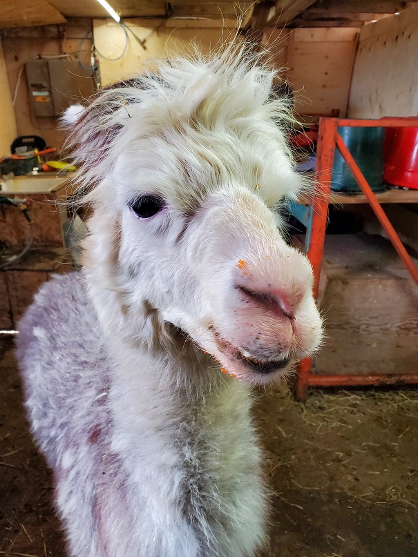 A light grey alpaca looks like he's grinning. He has bits of carrot on top of his snout and on his chin. 