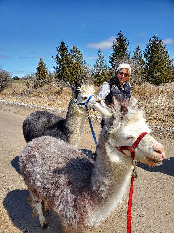 My sister in law Barb walking with her dark grey alpaca on a blue lead and my buddy Reuben walking on a red lead. 