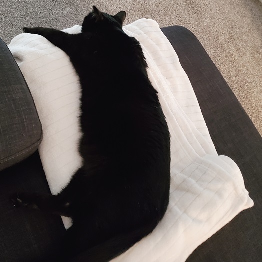 Cuddles the black cat stretched out on a white fuzzy throw that's laying on a grey couch. He looks like he could be two feet from head to tail. 