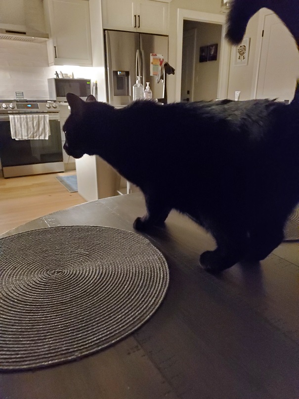 Cuddles looking off the edge of the kitchen table after leaping up on it in a quick move. 