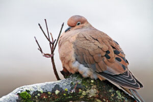 closeup of a mourning dove taken by ehpien via Flickr