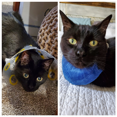 Side by side photos. On the left, Cuddles is on the floor looking uncomfortable with a plastic cone around his head. On the right, He's looking bright and happy with the blue pillow under his neck. 