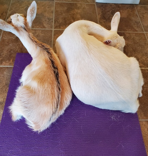 Two goats, one brown and one white, asleep on a purple yoga mat. 