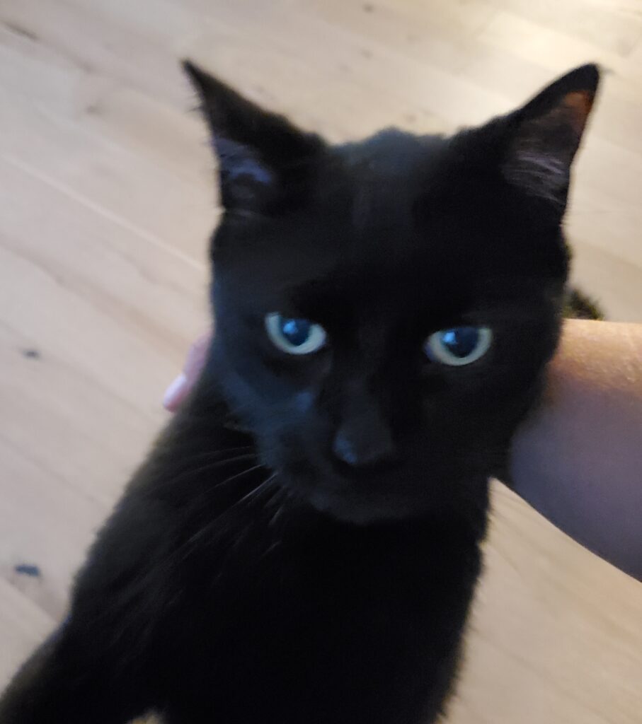 A close-up of Cuddles with my hand behind his head. Although his legs aren't visible, he is on his hind legs with his front ones on my leg. 