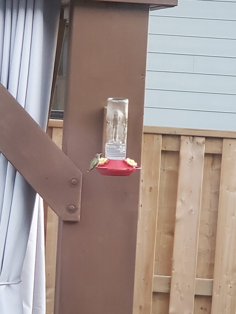 The original feeder attached to a gazebo beam with a bright green hummingbird feeding