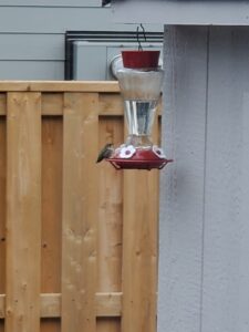 A second feeder hangs from the corner of the shed with a brown female leaning back while perched at the feeder