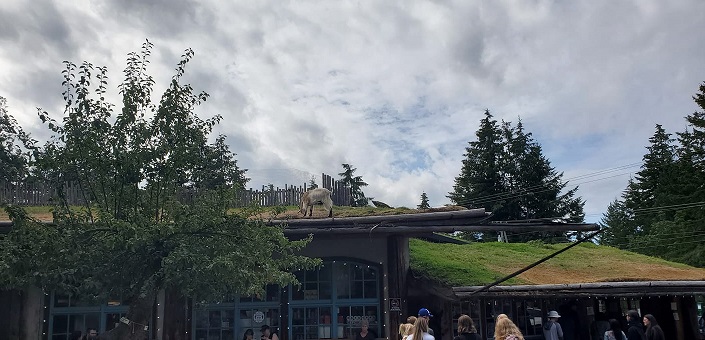 Goat on the roof of a building that's covered in growing turf. The goat is eating. 