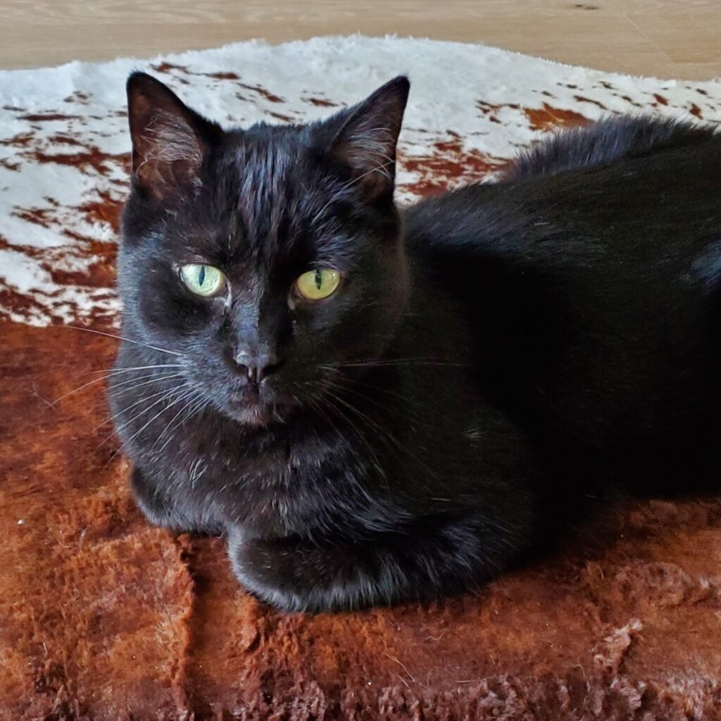 Cuddles lying on a faux cowhide rug, looking into the camera.