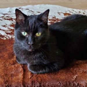 Cuddles lying on a faux cowhide rug, looking into the camera.