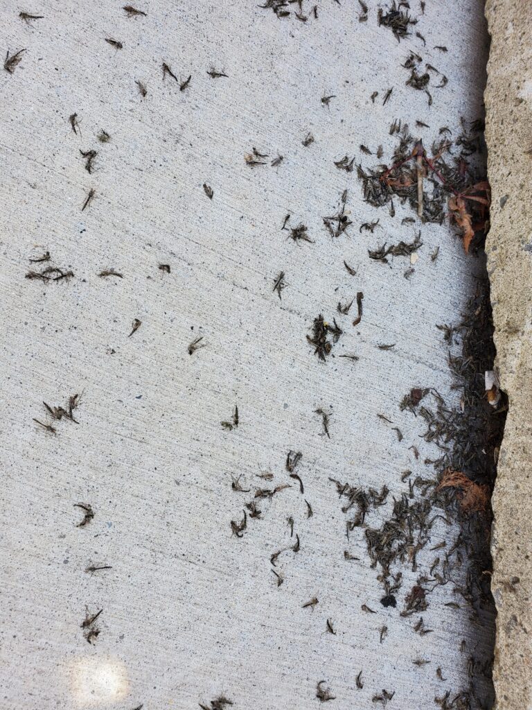 Hundreds of dead flies on the concrete walkway next to the Kettle Creek. 