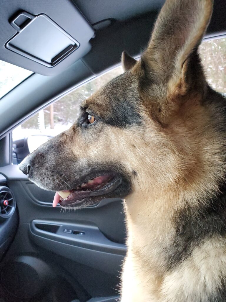 The face of a German Shepherd in profile as it sits on my car's passenger seat.