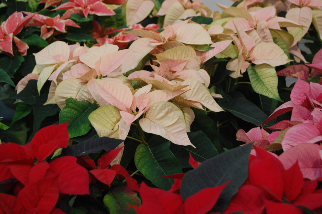 A collection of poinsettias in various colours.