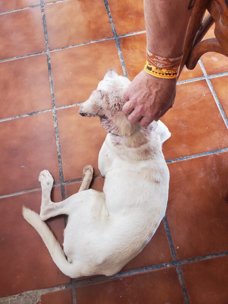 The little dog, Snow, lying beside Derek's chair, and Derek's hand stroking his neck.