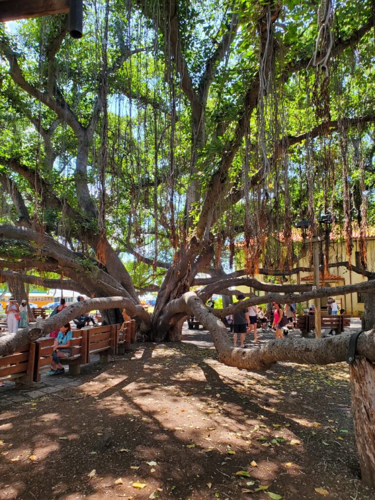 Large, sprawling banyan tree that covers a lot of ground in a Lahaina park