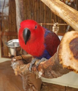 Lucky a beautiful, big red and blue bird looking at the camera