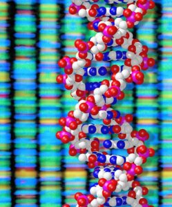 Double helix by Peter Artymiuk