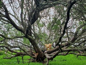 Goats standing on tree branches eating something we can't see