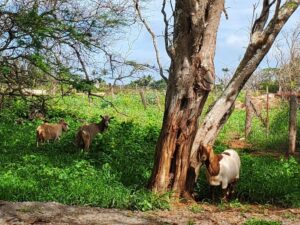 Goats in a field looking at the camera because I've just done a goat imitation