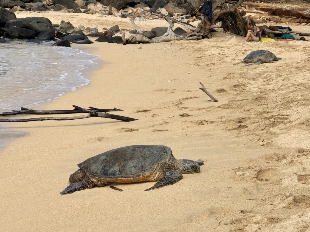 a second big turtle, also asleep on the beach