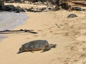 a second big turtle, also asleep on the beach