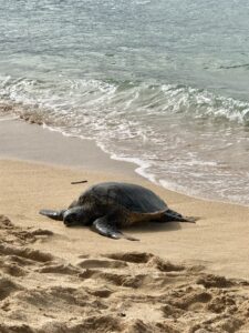 A large turtle about a metre long sleeping on the sand