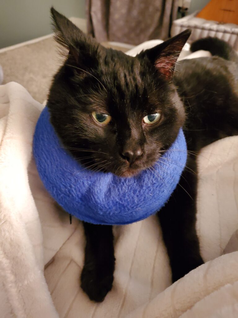 Front view of Cuddles' face with the blue cone around his neck. He still looks unhappy.