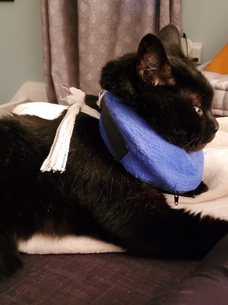side view of an unhappy Cuddles with his soft, blue ring around his head. 