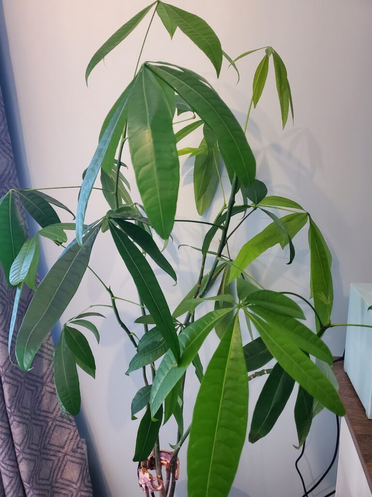 Money tree plant's leaves are all large, green and healthy looking. There's new growth, too. 