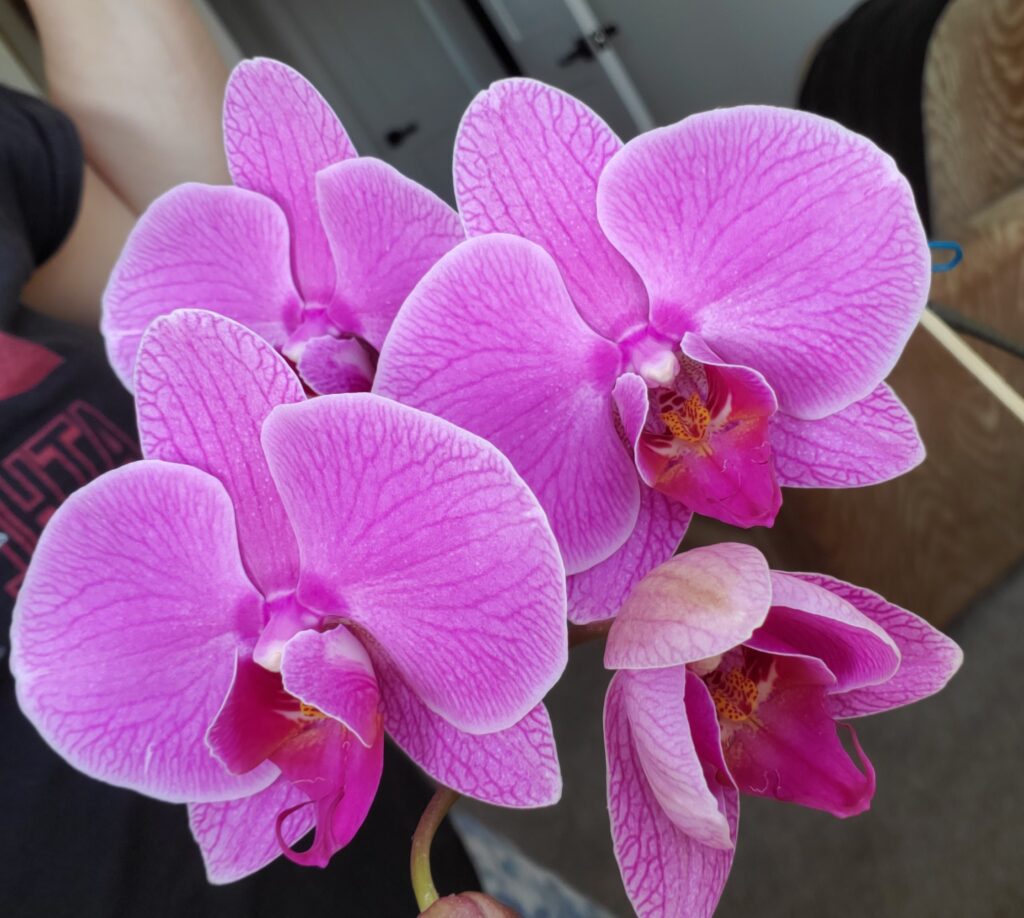 Close up of four orchid blooms, deep pink colour.