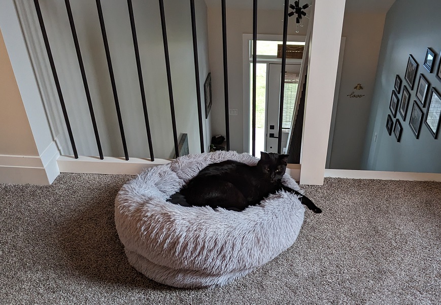 Cuddles relaxing in his round, fuzzy bed, with one arm lazily hanging over the side.