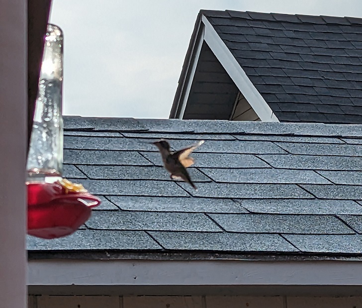 Brown hummingbird coming in for a landing at the feeder. 