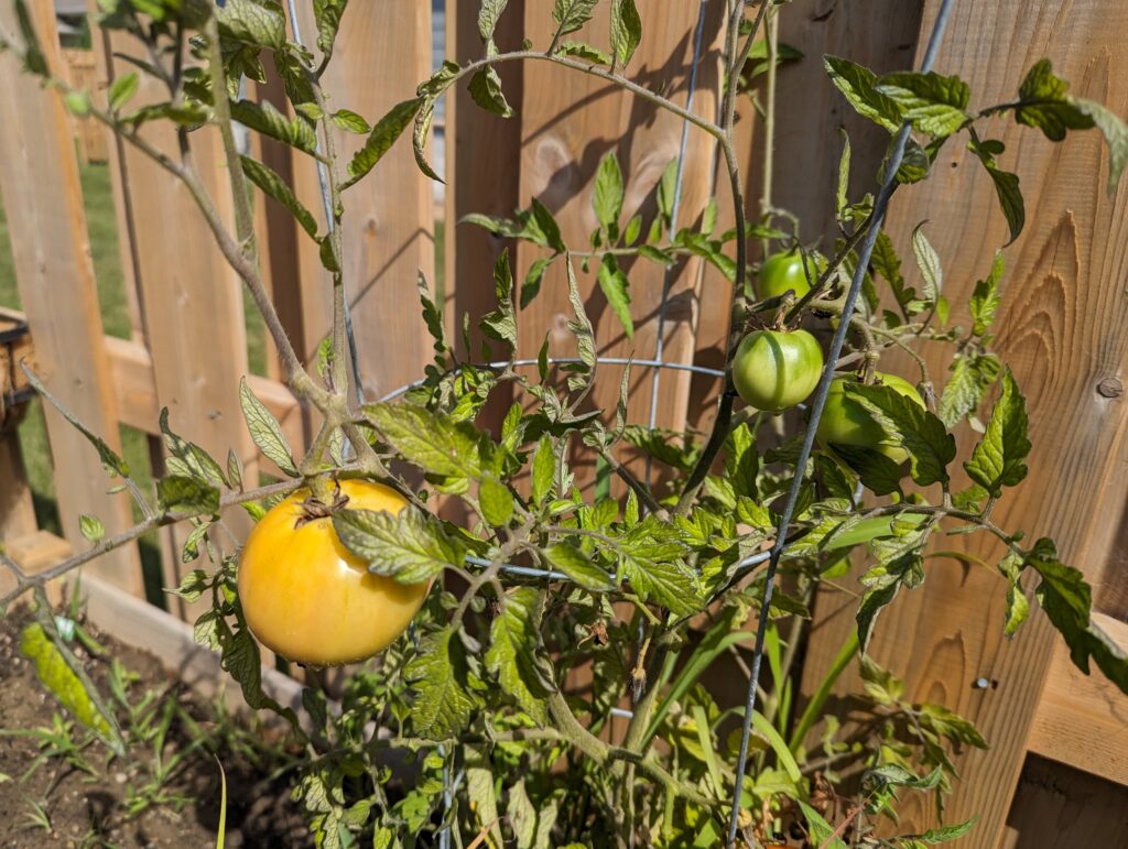 Medium-sized beefsteak tomatoes are ripening. 