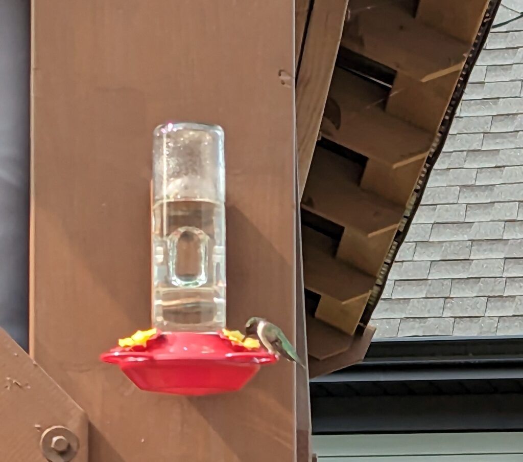 Green hummingbird getting a drink from a yellow flower in a red feeder. 
