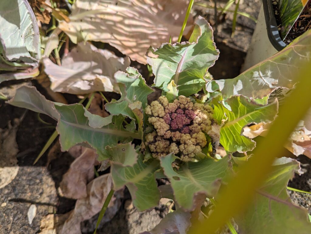 Close-up of a cauliflower plant that has curling leaves and a vegetable that looks underfed despite being fertilized and watered regularly.