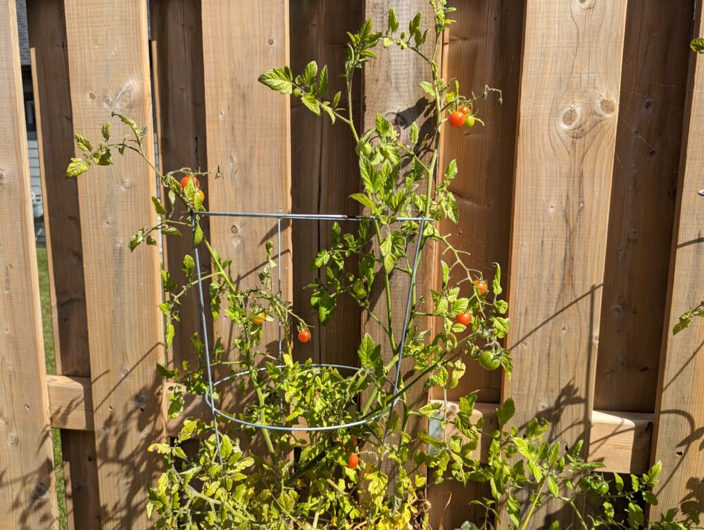 Two plants in cages with lots of little cherry tomatoes on them. 