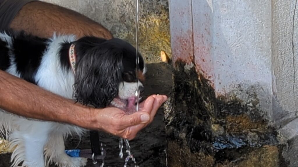 A man's hand cups water from a simple fountain as a dog laps it up. 
