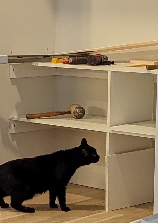 Two new shelves have been installed and Cuddles approaches cautiously to have a sniff. 