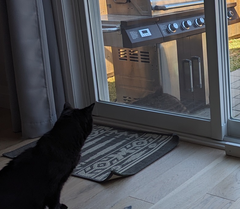 Cuddles watches intently as the raccoon passes by the patio door for the 30th time in a row. 