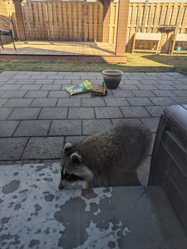 Raccoon sniffing around the back step with a bag of soil, gardening gloves, fertilizer and a new plant pot a couple of feet behind it.