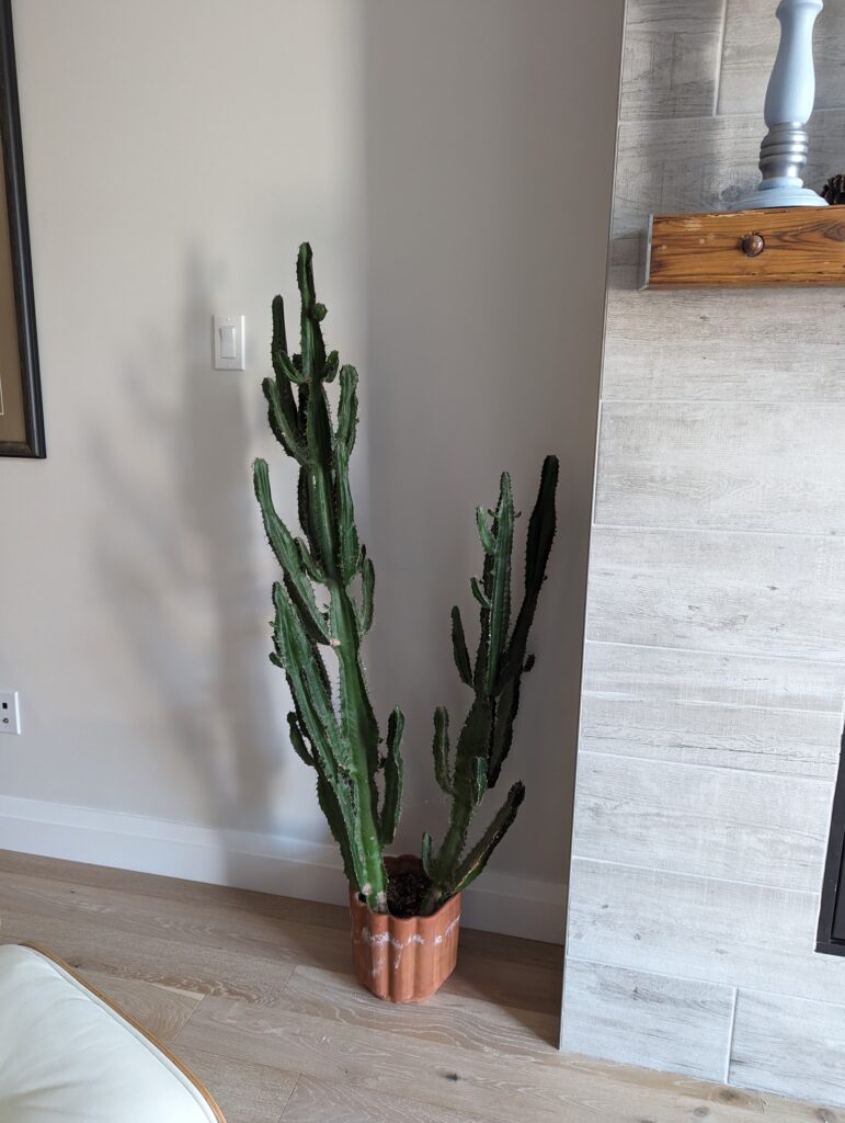 Two cacti in a terra cotta pot that's too small for them. The one on the left is more than a metre tall and leans left. The one on the right is about 2 feet tall and leans right. 