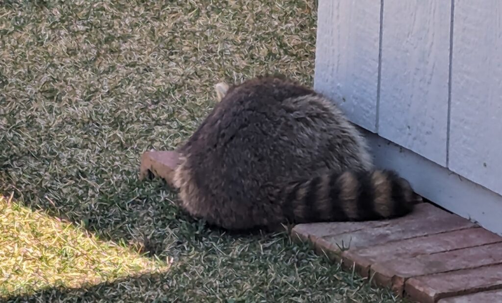 A rear view of the resting raccoon shows just how round his body is. 